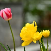庭の花    北海道    続き