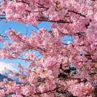 河津桜が満開で～す