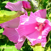 「さがみの仲良し小道」で「フヨウ」が優雅な花姿を披露中！！