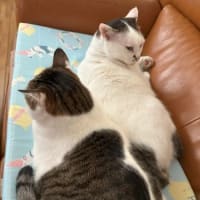 失敗ばかり・・・