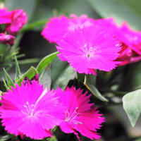 お花