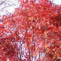 散りゆく庭の紅葉