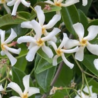 定家葛の花