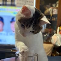メイちゃんも水分補給を。。😽