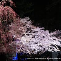 2025桜名所・弘前公園　宵～ライトアップ