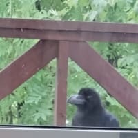 カラスとインコ