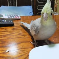 少しまえの我が家のオカメインコ「ゆぅちゃん」
