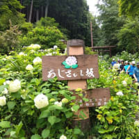 太平山のアジサイ坂（栃木市）