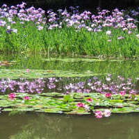 平安神宮　神苑　花菖蒲　睡蓮　２猫（マー＆ピピ）