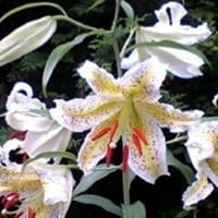 ６月　２７日