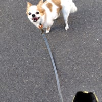 皮膚科に行って来ました