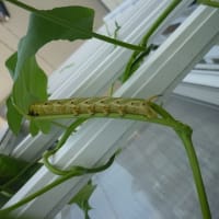次は何に変身？