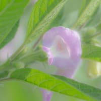 何の花？
