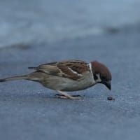 初夏の一人探鳥