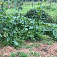 夏野菜の片づけ