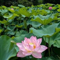 蓮の花は見ごろ　小山田神社と薬師池公園　