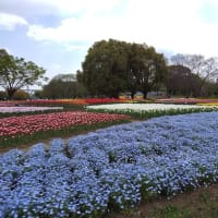 春を感じて🌷🍃🌹