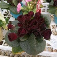 花とデジカメ・町の放浪者