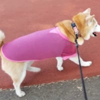 クリンへの想いは尽きなくて・・・316