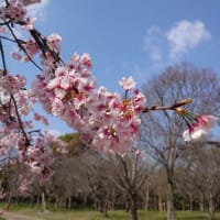 春近し😊💕🌸