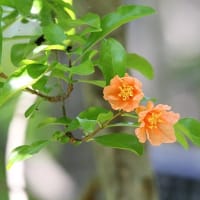 辞意固めたか、国民民主党・玉木代表…山尾志桜里vs伊藤孝恵“女の戦い”にウンザリ？