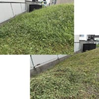 朝、お天道さんが雲の向こうだったので、さぁ草刈りだ