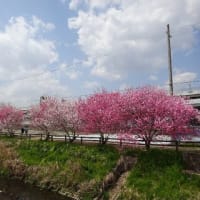 前川提桜並木・巨椋池干拓地ハナモモ