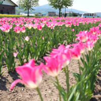上湧別・チューリップ公園