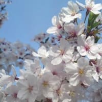 さくらもりもり