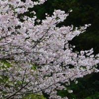 桜・・・出の山にて