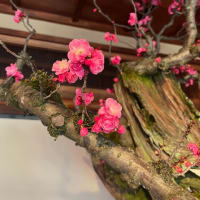 梅　　盆梅展