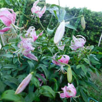 我が家にも百合の花