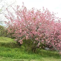 今年のくノ一桜です。