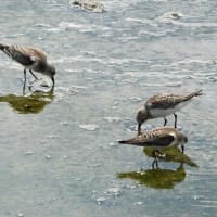 秋の渡りのトウネン