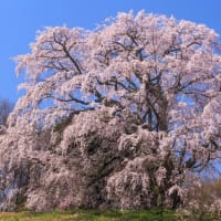 福島の桜めぐり