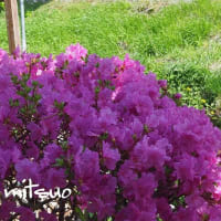 「蝦夷紫躑躅の花が咲きました」　MY　GARDEN　2024.05.03日撮影