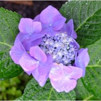 ☔ 上がりの 額紫陽花 🐌