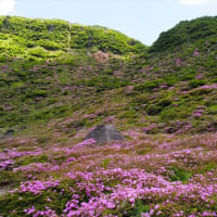 韓国岳のピンク祭り