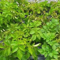 ５月の和久屋