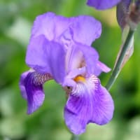 夏の花達５）亜麻、オニゲシ、ハマナスなど