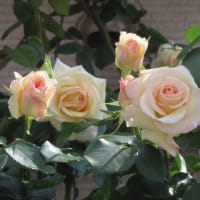 雨の連休最終日　バラの花が咲いた　市議選の資料作り　