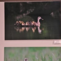 平城宮跡で野鳥写真展開催中！・・・夏鳥たちの小さな写真館