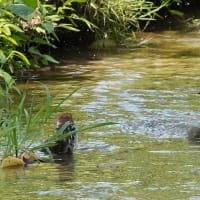 ぶらぶらフォト　ヒヨドリの水浴び