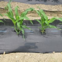 お盆用トウモロコシを間引きして土入れ