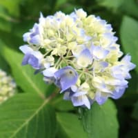 紫陽花