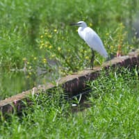 タカブシギ、ツバメ