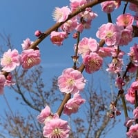 梅