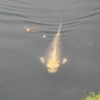 ～＊岡山後楽園（アジサイ・花菖蒲・人面魚？）＊～