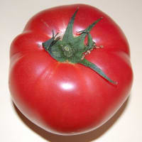 tomato