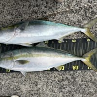 釣ってきたブリでしゃぶしゃぶ